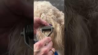 This is a safe and easy way to remove mats from the ears and tail of a  #goldendoodle  #dog