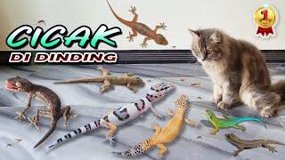 CICAK CICAK DI DINDING ~ Cicak & Tokek VS Kucing Persia