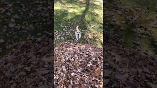 Stella’s Best Leaf Jumps Part 2 