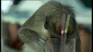 Alcoholic Vervet Monkeys! - Weird Nature - BBC animals