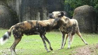 Beautiful Painted wolves (African Wild Dogs) at Chester Zoo