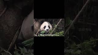 一方水土养一方熊 #追娱秀场 #panda #疯狂动物园