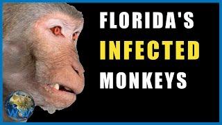 Why are there Monkeys in Florida?