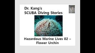 Dr. Kang's SCUBA Diving Stories - flower urchin