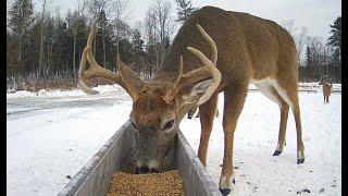 Brownville's Food Pantry For Deer "Trough View"