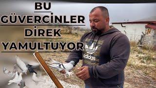 BU KUŞLAR DİREK YAMULTUYOR - GÜNGÖR CEBECİ KÜMES ZİYARETİ KUŞ UÇUMU