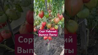 Сорт Рабочий выпуск Пасты 