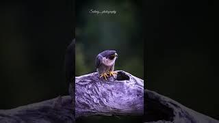 peregrine falcon #birdsofaustralia #wildlife #birdsofprey #falcon #birds #sonya1