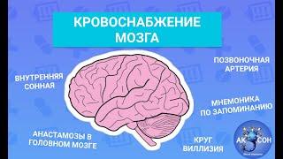 Кровоснабжение мозга | Анатомия