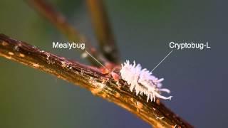 Mealybug control with Cryptobug-L: Operation mealybug