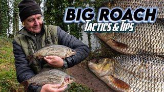 BIG Roach Fishing - Tactics & Tips