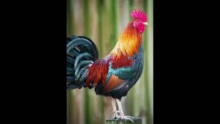 2022 rooster vs bce rooster#HV Entertainment#subcribe