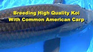 Breeding High Quality Koi With Common American Carp