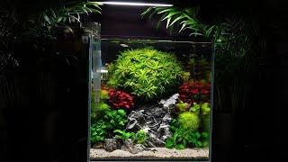 Planted Nano Aquarium with Guppy Fish