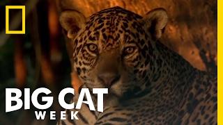 Learn About the Jaguar | Big Cat Week