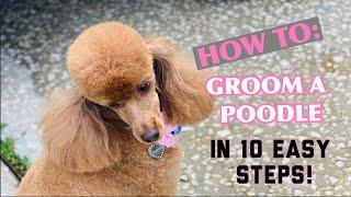 HOW TO GROOM A POODLE IN A LAMB CLIP IN 10 SIMPLE STEPS ️