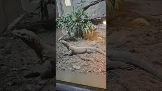 Shanghai zoo reptiles: komodo dragon and more!