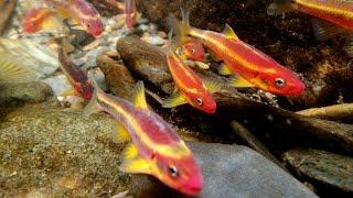 Beautiful, colored-up Saffron Shiners breeding in the Tellico River!