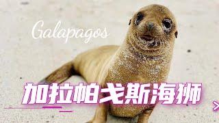 加拉帕戈斯明星动物: 海狮,真的萌化我的心了. Galapagos Sealion, Galapagos Travel Guide.