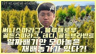 [돈이되는나무 4탄]조경수 알짜배기만 모아놓은 재배농가가 있다?!  써니스마라그/블루애로우/골든스마라그/테디/골든브라반트/Daelim Nursery