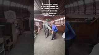 Правда или миф? «Не подходи, убью!» #youtubeshorts #horse #лошади #мифы #рекомендации