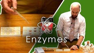 Enzymes - GCSE Science Required Practical