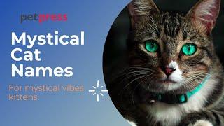 Mystical Cat Names For Mystical Vibes Kittens