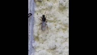 Flying Ant Day