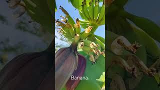 Цветущий банан. Banana blooming.