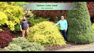Let’s Look at 'Lemon Lime Lace' Laceleaf Dwarf Japanese Maple