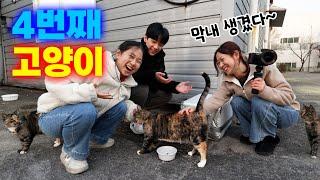 드디어 4번째 고양이가 왔어요!! 길고양이 친해지기... 며칠 걸릴까?