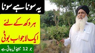 Euphorbia hirta 3 in urdu | hazar dani/dodhi boti ke fayde | health benefits of dodhi boti|ہزار دانی