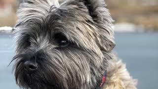 Lehigh Valley Dog Trainers: Off Leash K9 Training ||| 1 1/2 yr old Cairn Terrier ||| Ayla