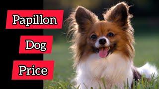 Papillons dog price in India 2021 | Papillon dog | Papillon dog breed price 2021 | #Papillondog