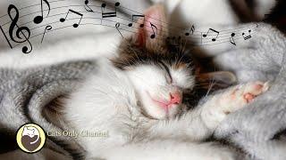 Cat Purring & 528Hz Healing Frequency - Deep Sleep Music for Anxiety and Stress Relief