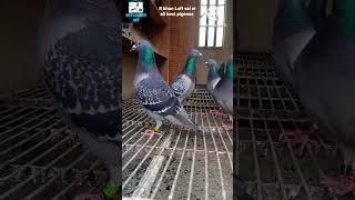 Say plz Mash Allah,  R Khan loft vai er all best pigeons,,,