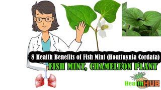 Health Benefits of Fish Mint | Chameleon Plant | Houttuynia Cordata