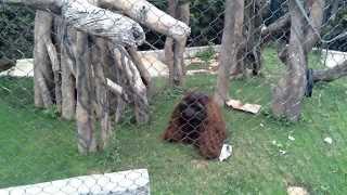 GIANT MALE ORANGUTAN GETS HAIR PULLED AT OMAHA ZOO