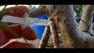 A Method the Generate Aerial Roots on a Ficus Bonsai