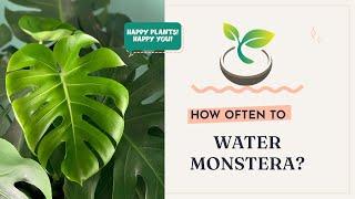 How Often to Water Monstera?" - The Ultimate Guide!