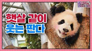 (SUB) Baby Panda Smiling Like Sunshine│Panda World