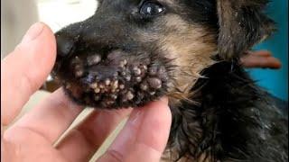 Huge Maggots & Mangoworms Cleaning From Stray Dog ! Animal Rescue Video 2022 #12