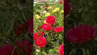 Portulaca 30 colors for sale online - Pathumani Poovu -Table Rose - Moss Rose  - Whatsapp:7200302705