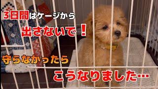 【お迎え後子犬を3日間はケージから出さないで】を守らなかったら…