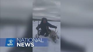 Innu hunter from Natashquan receives death threats over video of caribou kill | APTN News