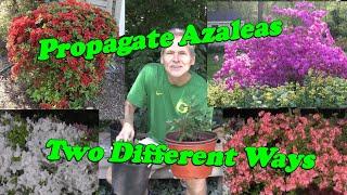 Learn how to Propagate Azaleas