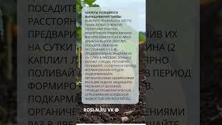 Секреты успешного выращивания тыквы