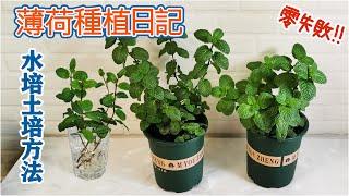 【薄荷種植日記】~水培和扦插都簡單易成活，好快就長瘋啦！How to grow mint？