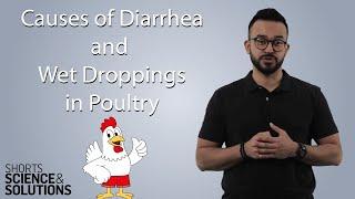 4 Causes of Diarrhea and Wet Droppings in Poultry