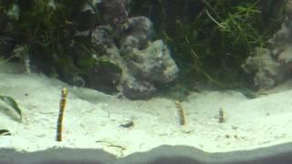 Splendid garden eels feeding on aquarium microfauna